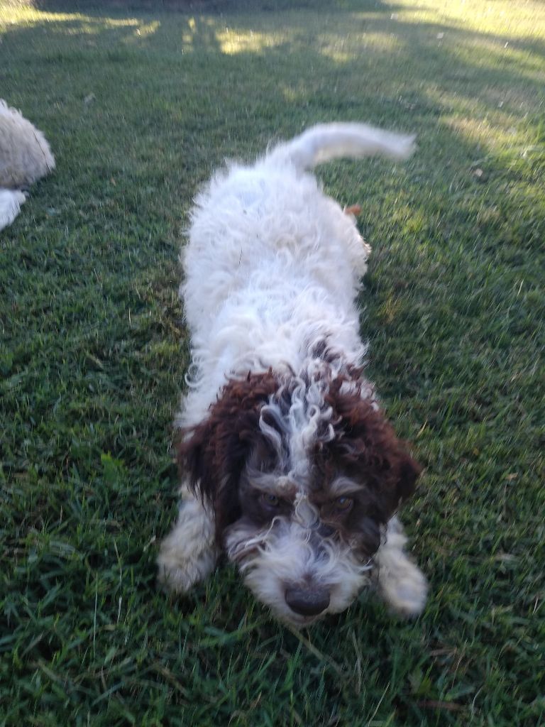 du domaine de l'orbaf - Chiots disponibles - Lagotto Romagnolo