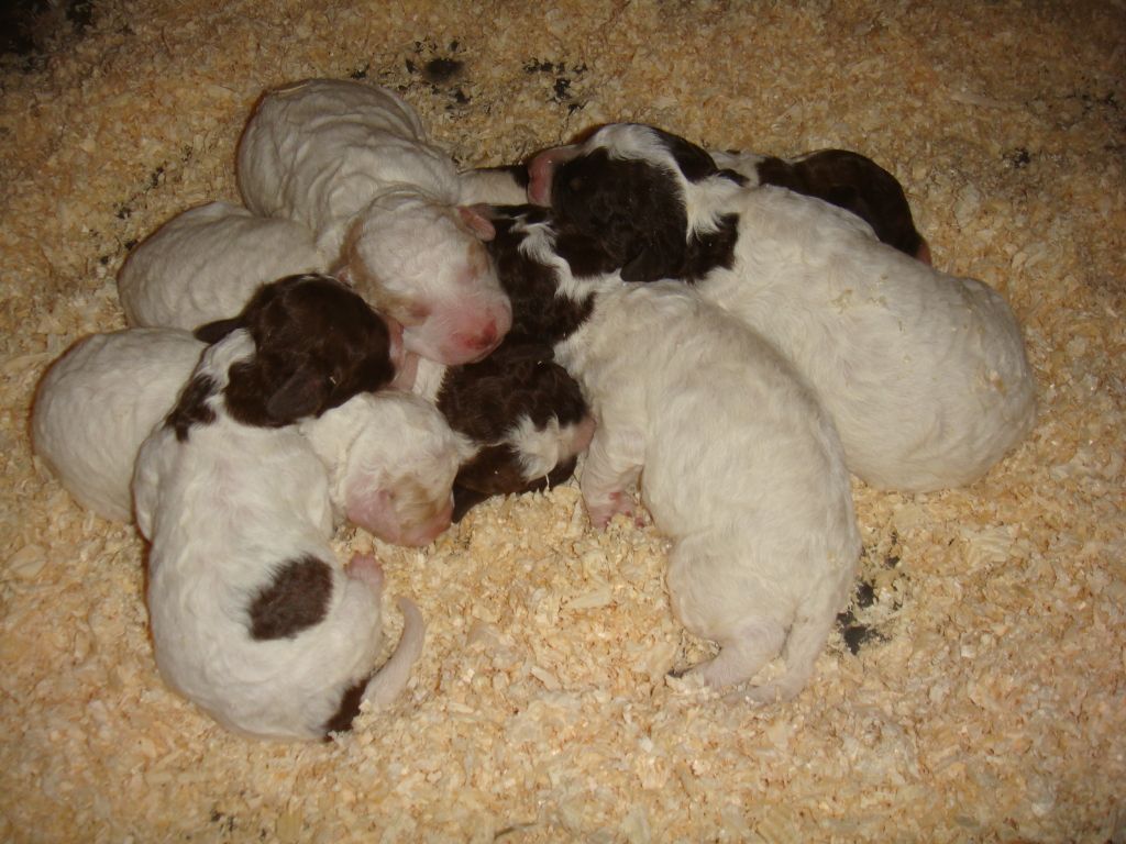 du domaine de l'orbaf - Lagotto Romagnolo - Portée née le 17/05/2018